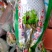 野生天山雪莲一技花！规格齐全！产地直销价格优