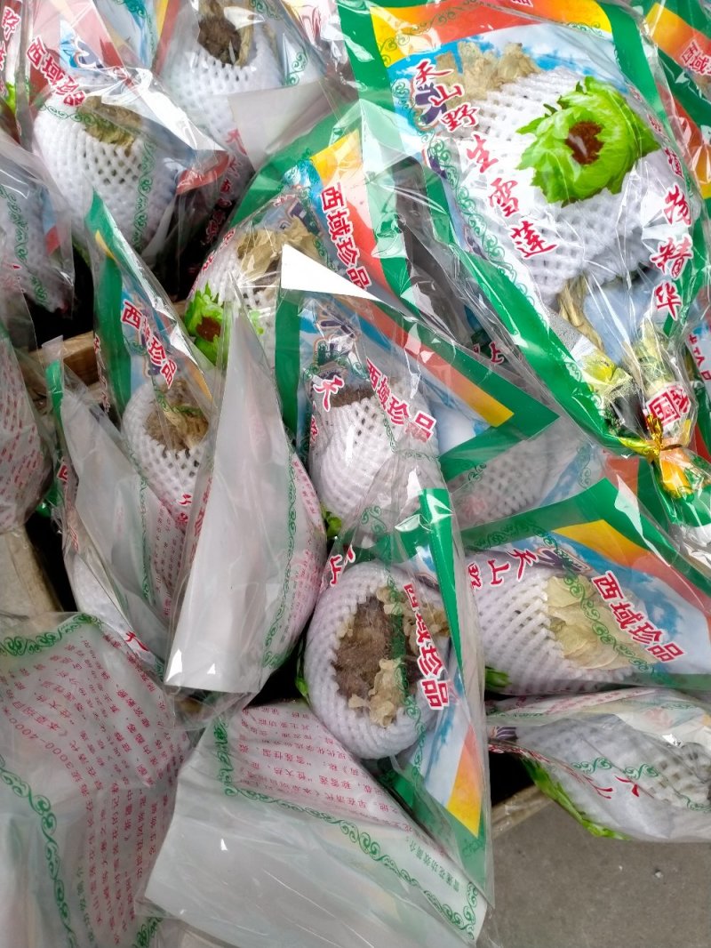 野生天山雪莲一技花！规格齐全！产地直销价格优