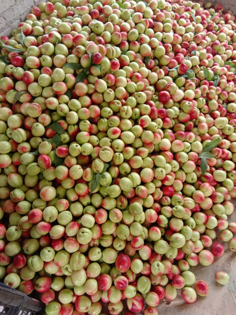 中油5号油桃白肉油桃大量上市，货源充足
