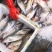 鲈鱼海鲈鱼冰鲜水产品