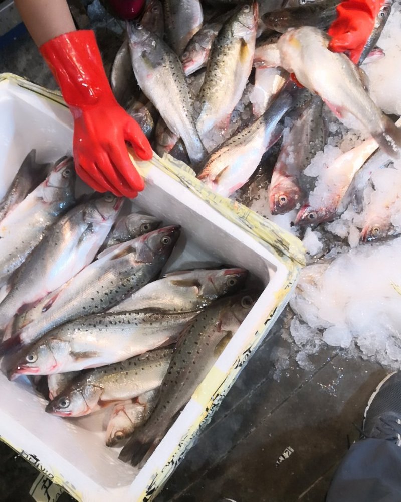 鲈鱼海鲈鱼冰鲜水产品