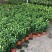 香水百合盆栽带花苞开花浓香室内客厅绿植四季观叶好养易活绿