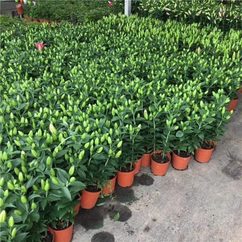 香水百合盆栽带花苞开花浓香室内客厅绿植四季观叶好养易活绿