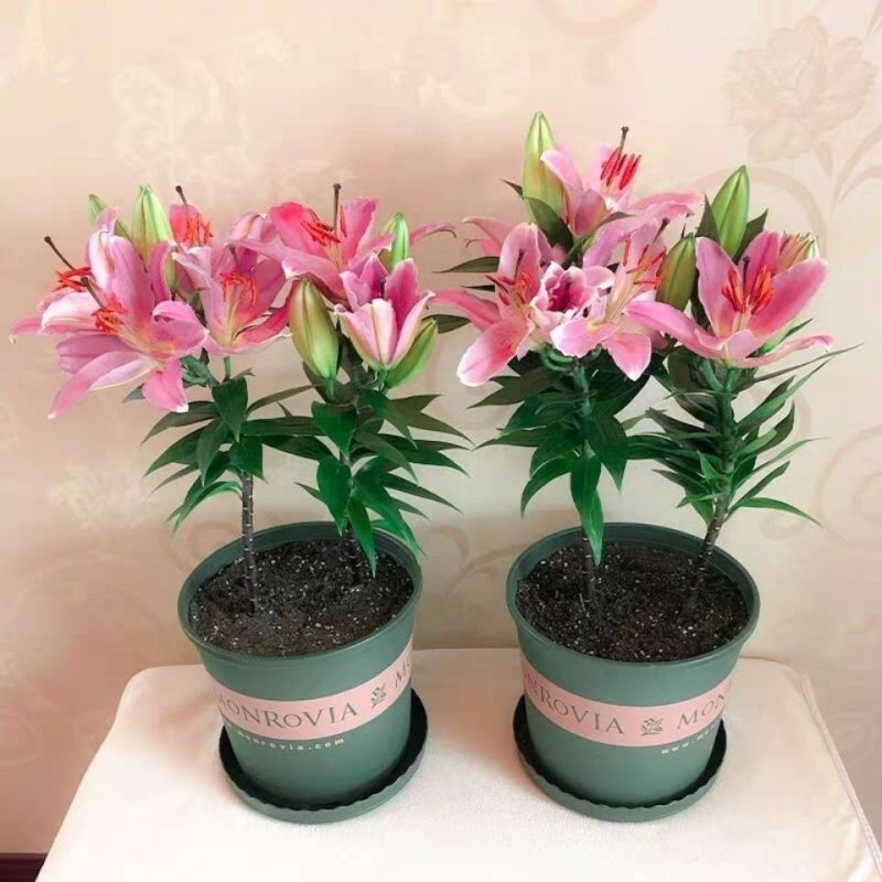 香水百合盆栽带花苞开花浓香室内客厅绿植四季观叶好养易活绿