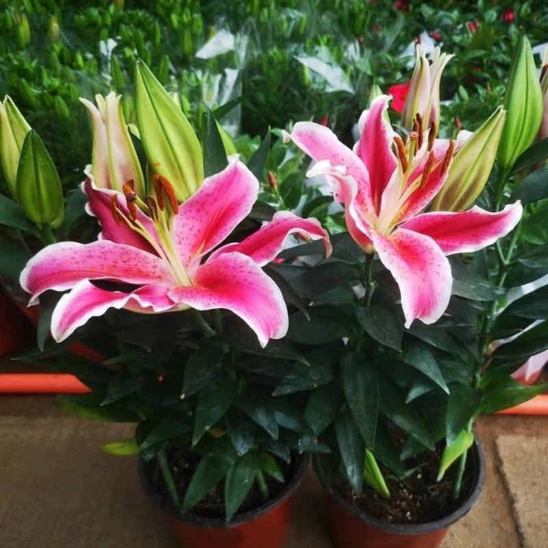 香水百合盆栽带花苞开花浓香室内客厅绿植四季观叶好养易活绿