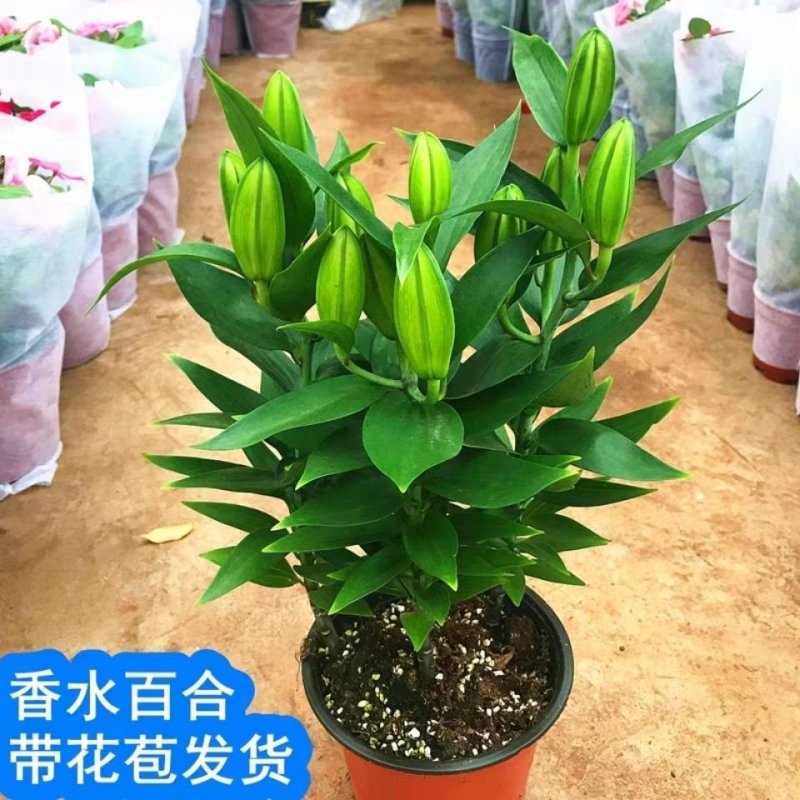 香水百合盆栽带花苞开花浓香室内客厅绿植四季观叶好养易活绿