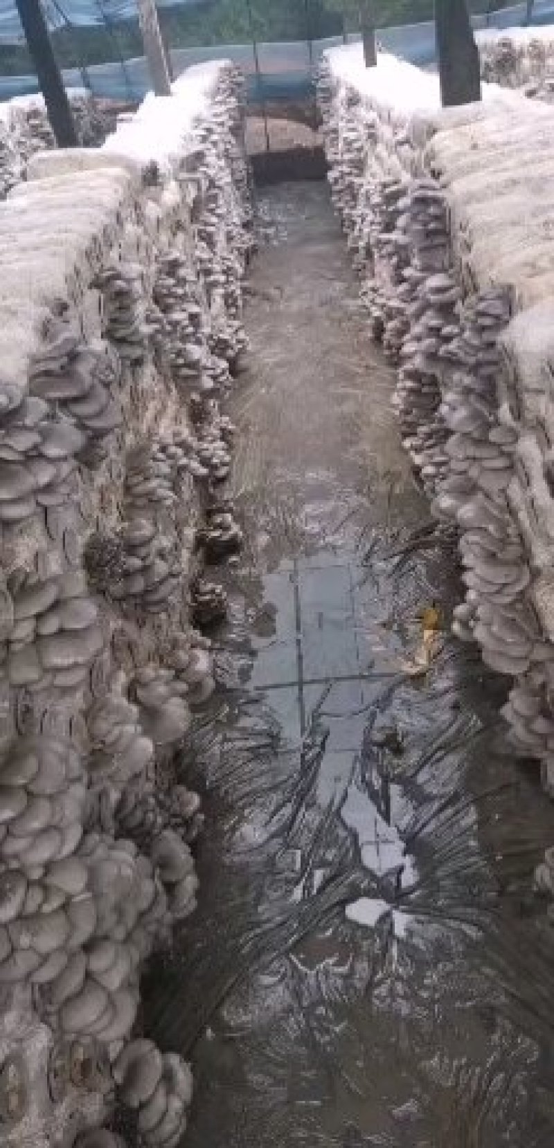 鲜平菇