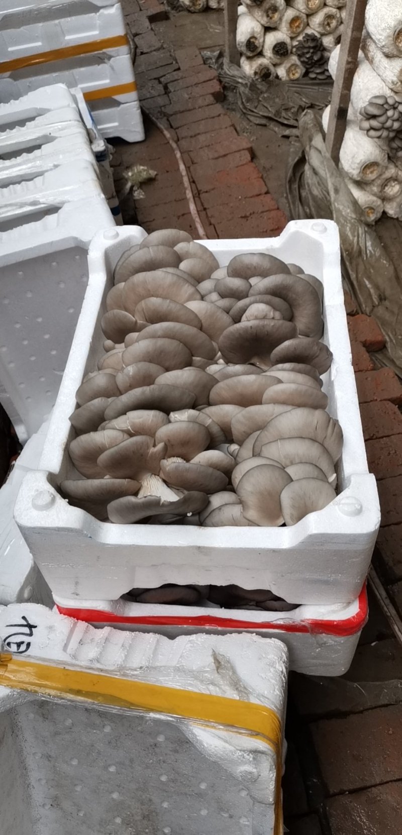 鲜平菇
