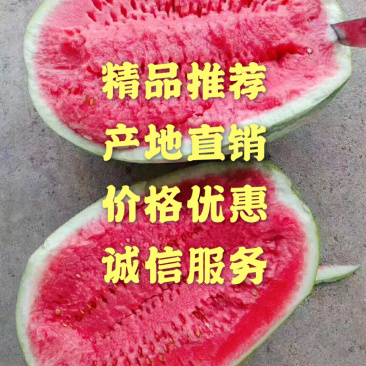 🔥🔥金城5号产地诚信直发价格实惠现货供应发全国
