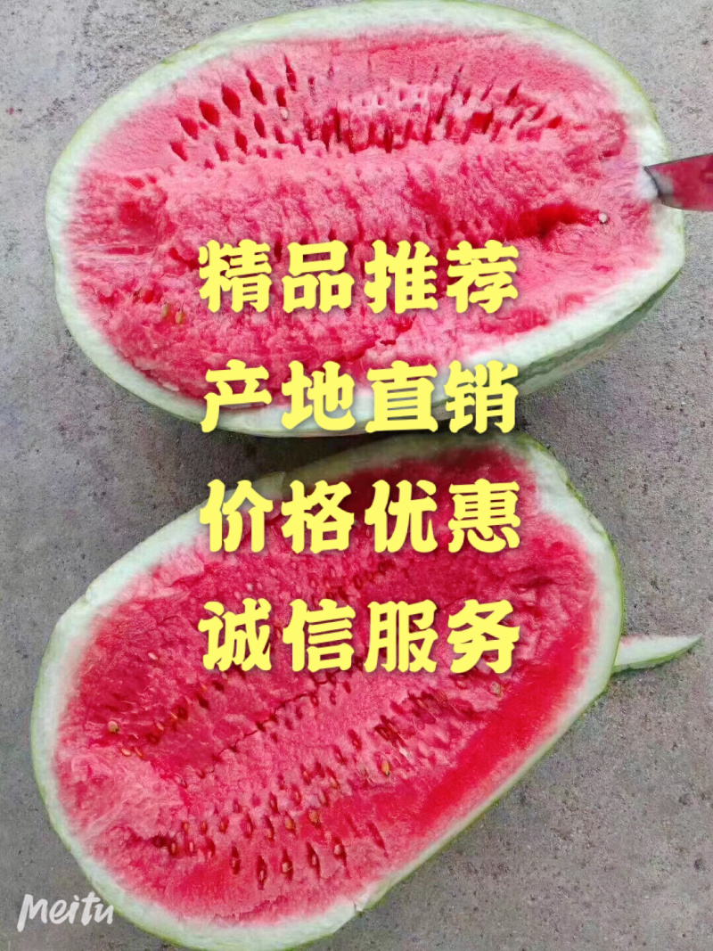 🔥🔥金城5号产地诚信直发价格实惠现货供应发全国