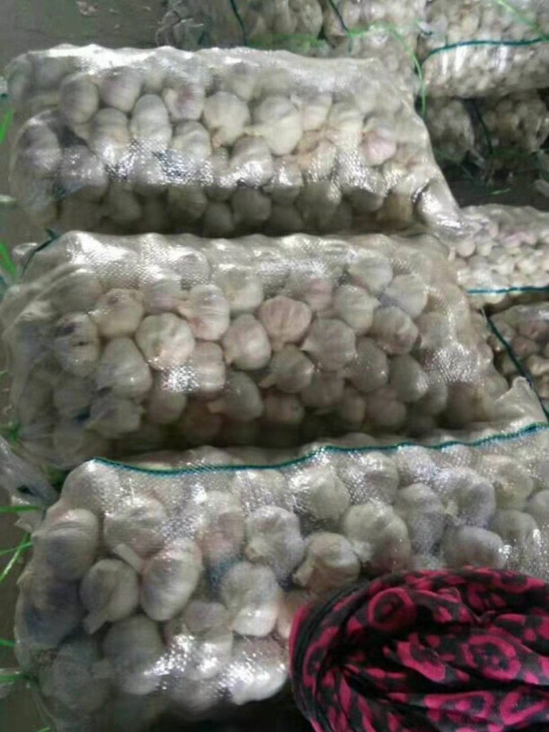 紫皮大蒜〔新鲜上市〕品质好价格公道【商超品质】代发全国