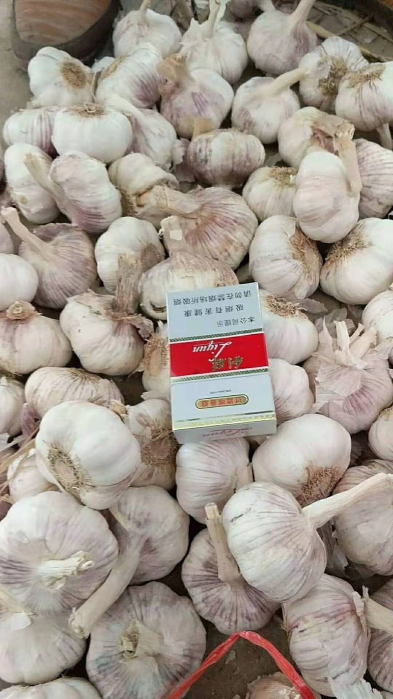 紫皮大蒜〔新鲜上市〕品质好价格公道【商超品质】代发全国
