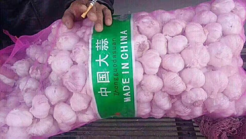 紫皮大蒜〔新鲜上市〕品质好价格公道【商超品质】代发全国