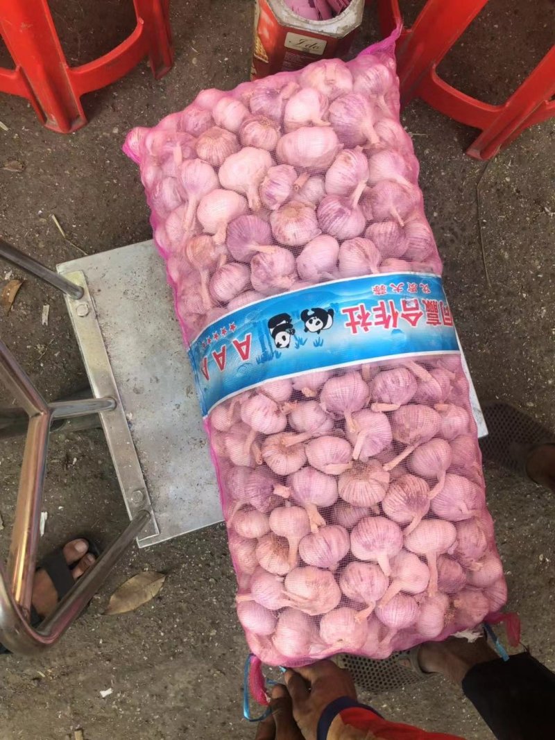 紫皮大蒜〔新鲜上市〕品质好价格公道【商超品质】代发全国