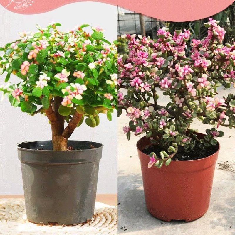 金枝玉叶多肉植物盆栽多头群生老桩室内阳台办公室花卉绿植小