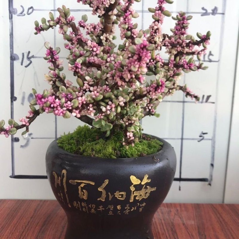 金枝玉叶多肉植物盆栽多头群生老桩室内阳台办公室花卉绿植小