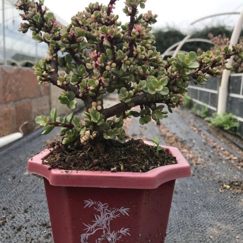 金枝玉叶多肉植物盆栽多头群生老桩室内阳台办公室花卉绿植小