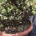 金枝玉叶多肉植物盆栽多头群生老桩室内阳台办公室花卉绿植小