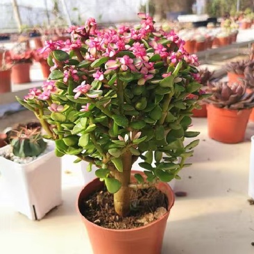 金枝玉叶多肉植物盆栽多头群生老桩室内阳台办公室花卉绿植小
