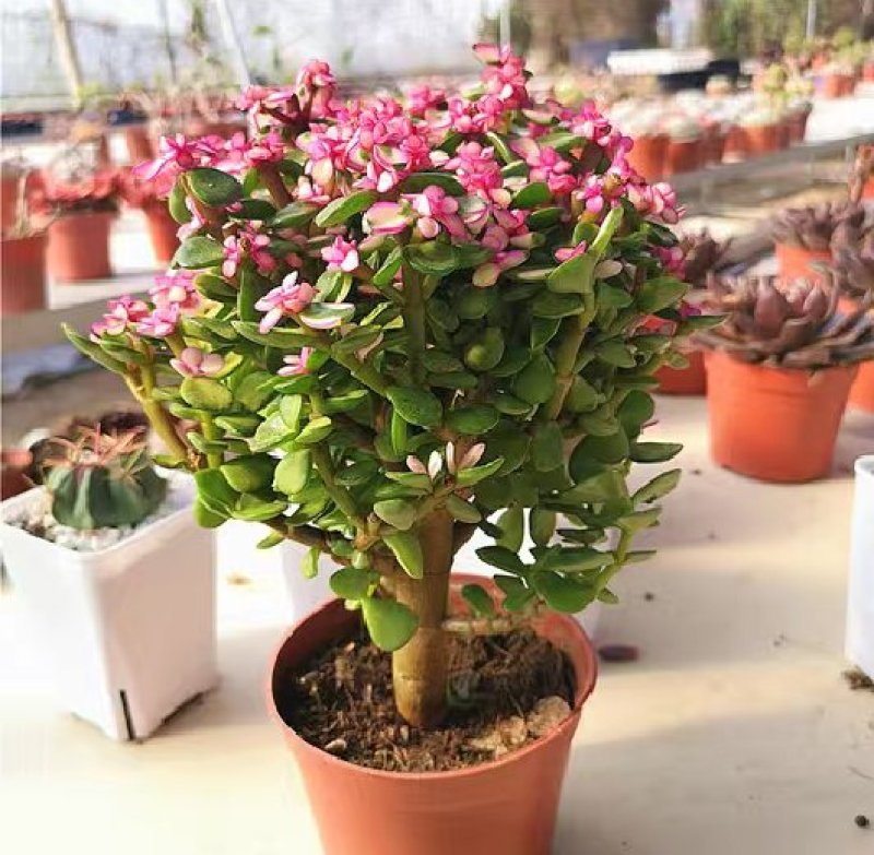 金枝玉叶多肉植物盆栽多头群生老桩室内阳台办公室花卉绿植小