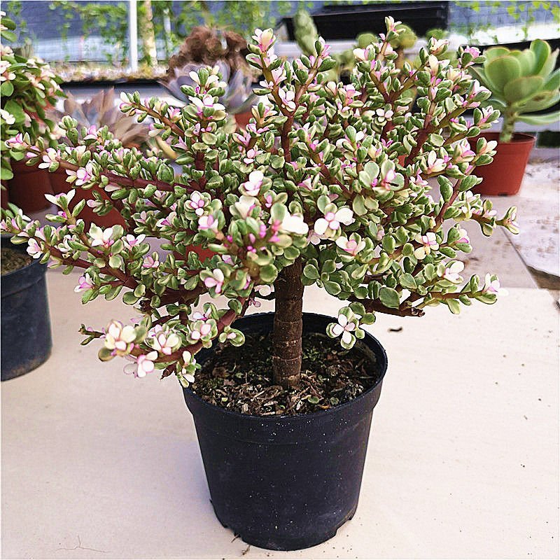 金枝玉叶多肉植物盆栽多头群生老桩室内阳台办公室花卉绿植小