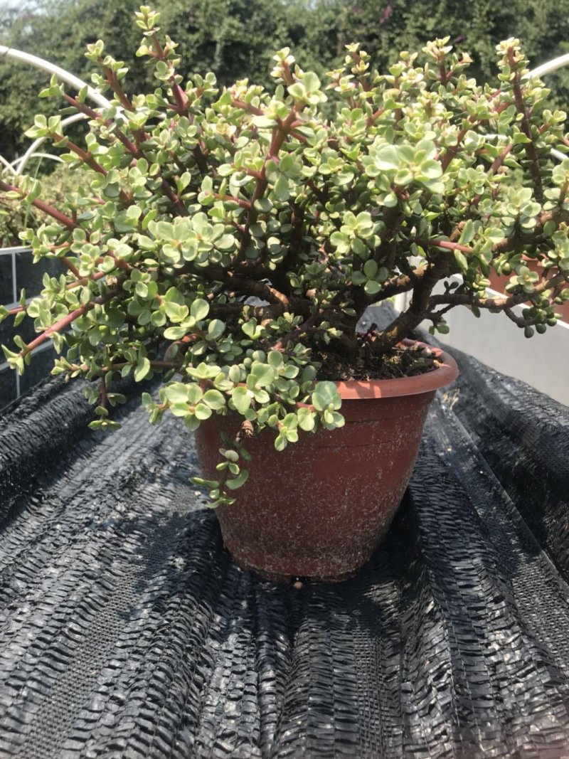 金枝玉叶多肉植物盆栽多头群生老桩室内阳台办公室花卉绿植小