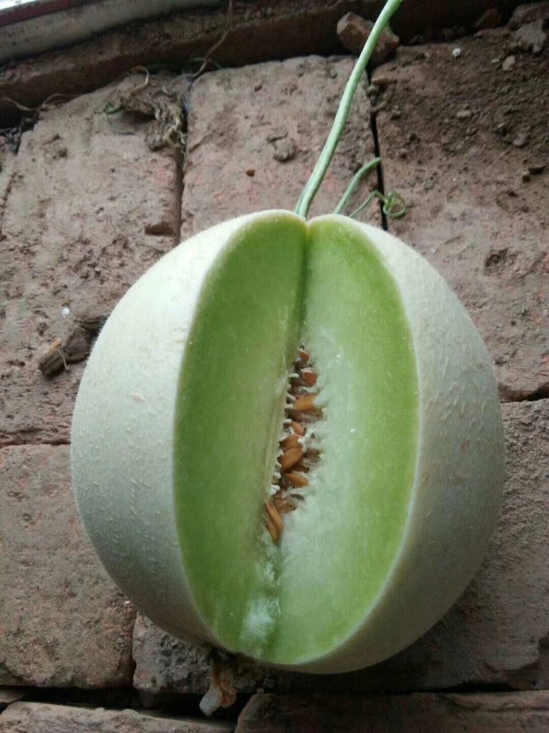 玉姑甜瓜，万亩甜瓜大量供货