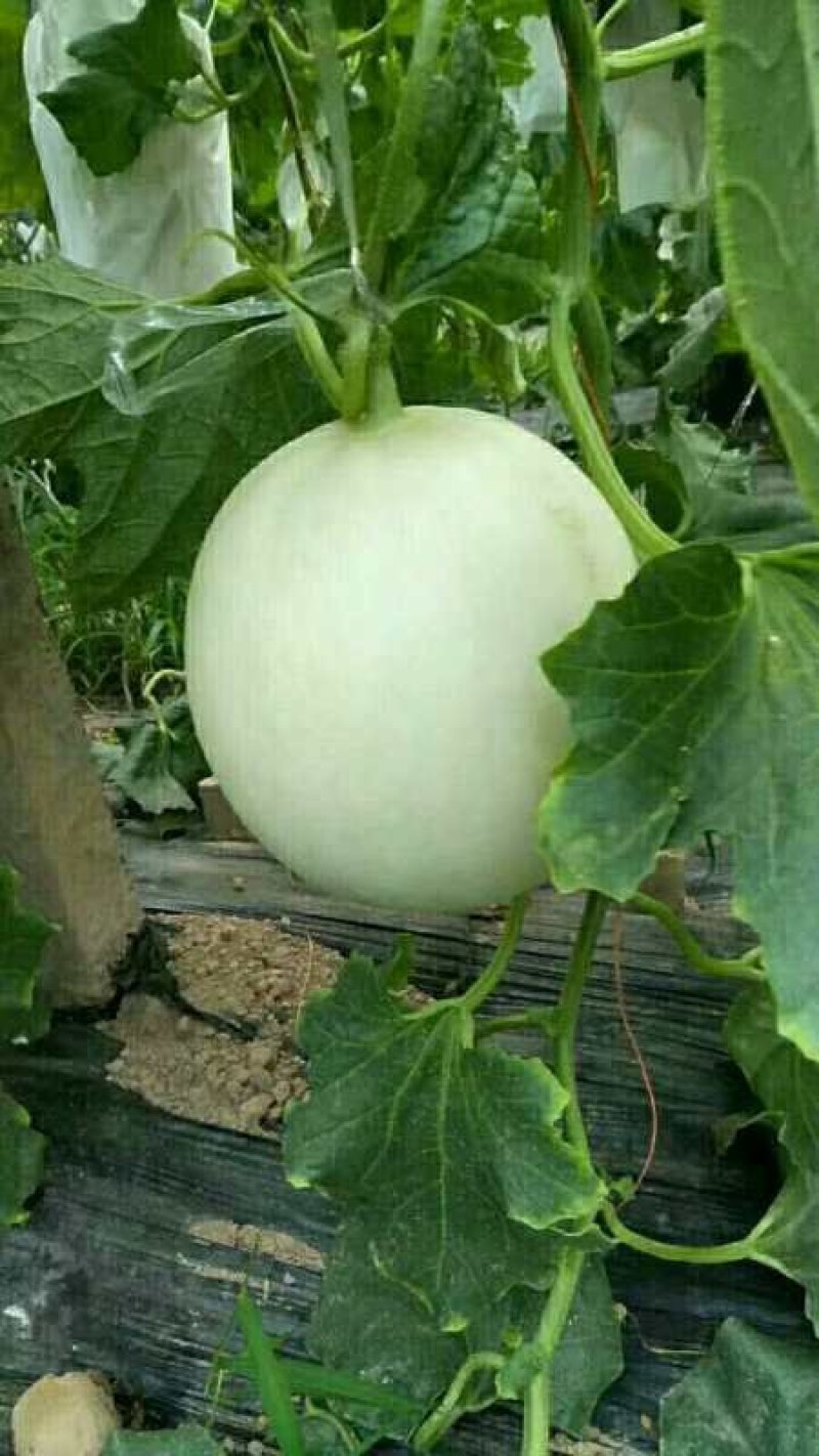 玉姑甜瓜，万亩甜瓜大量供货