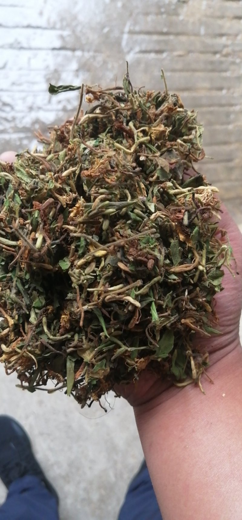 高山无农药无肥料野生金银花