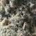 高山无农药无肥料野生金银花
