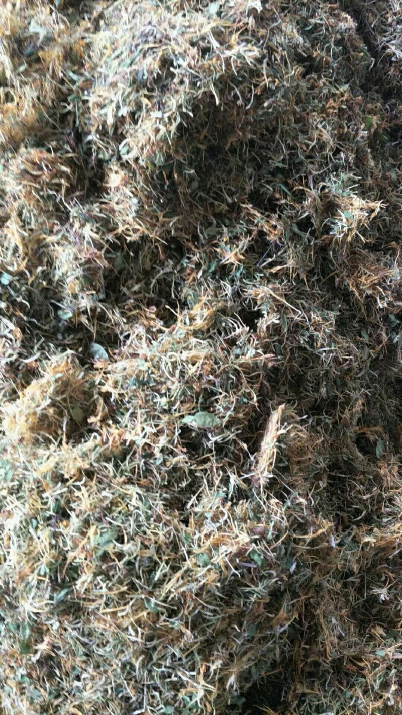 高山无农药无肥料野生金银花