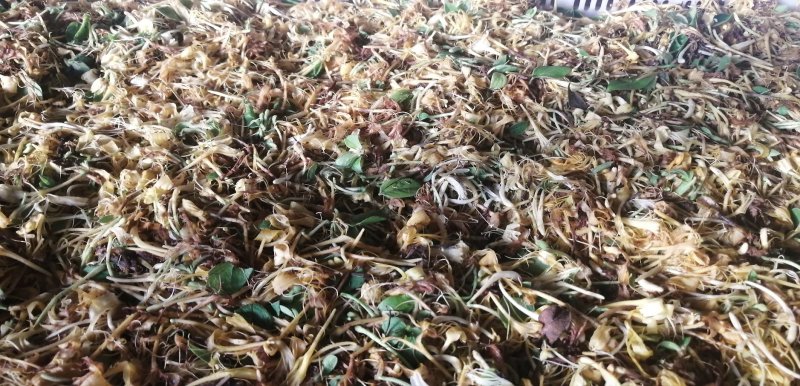 高山无农药无肥料野生金银花