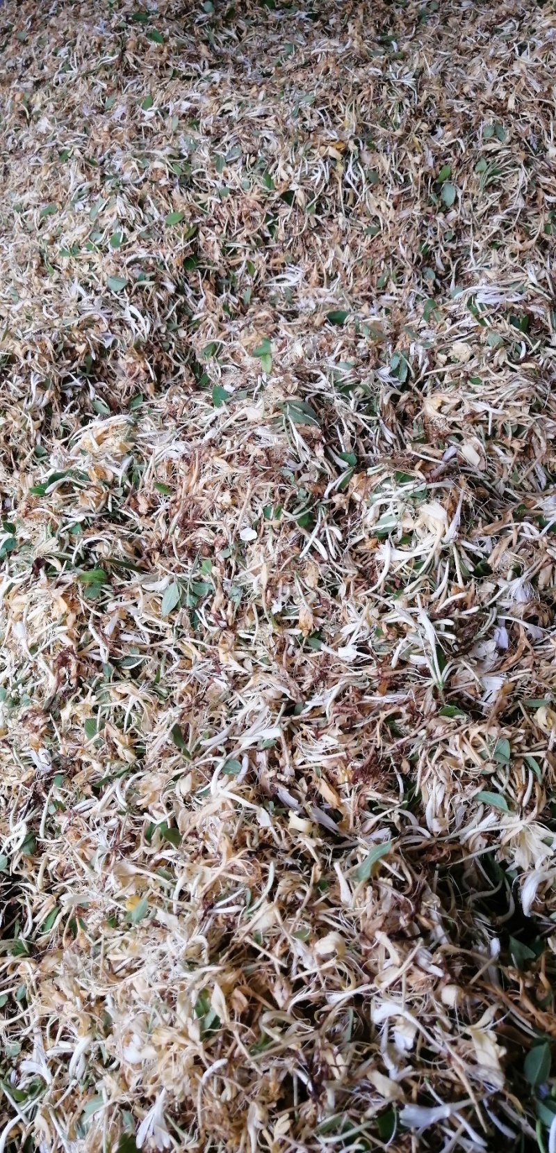 高山无农药无肥料野生金银花