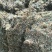 高山无农药无肥料野生金银花