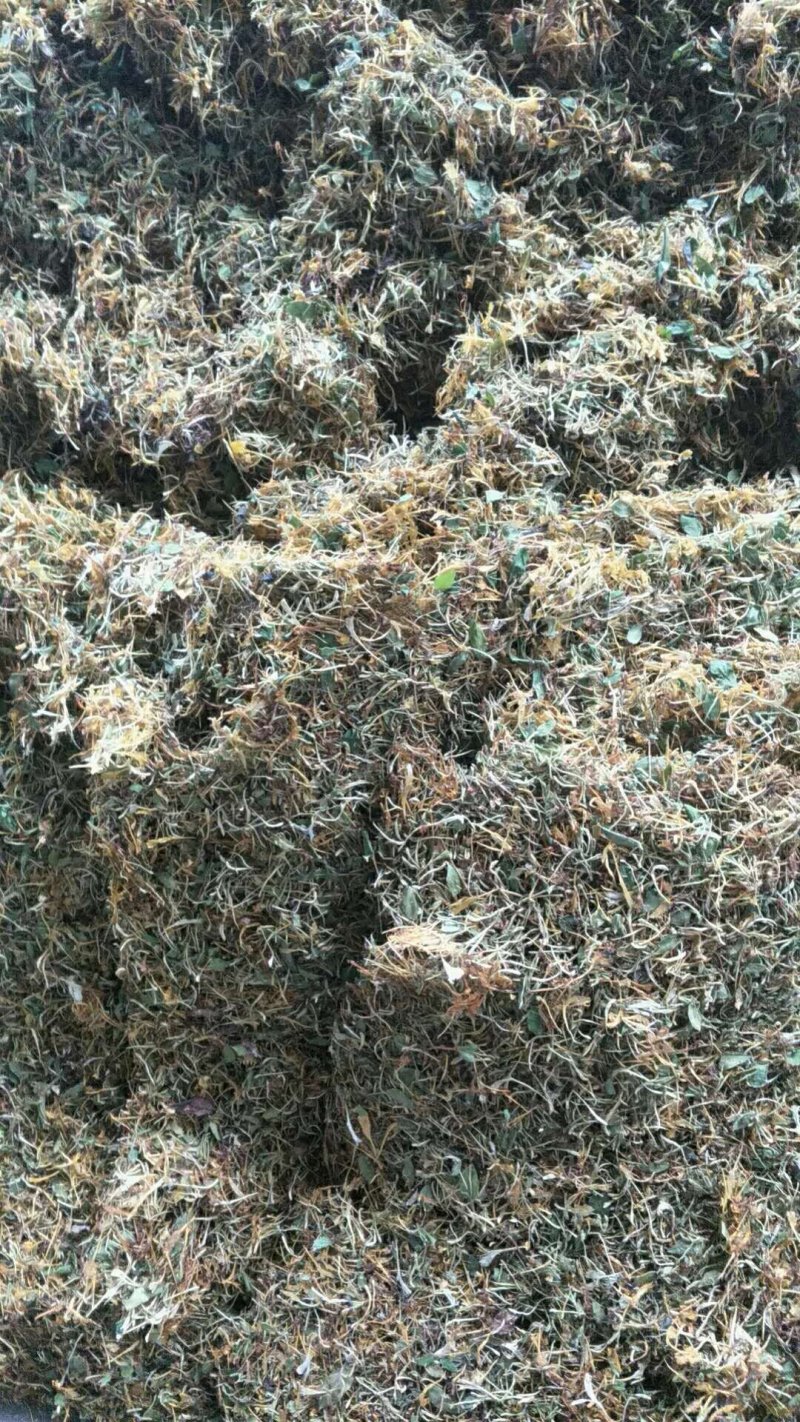 高山无农药无肥料野生金银花