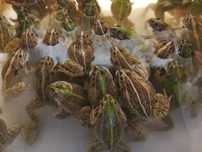 荆楚辰丰水产养殖合作社