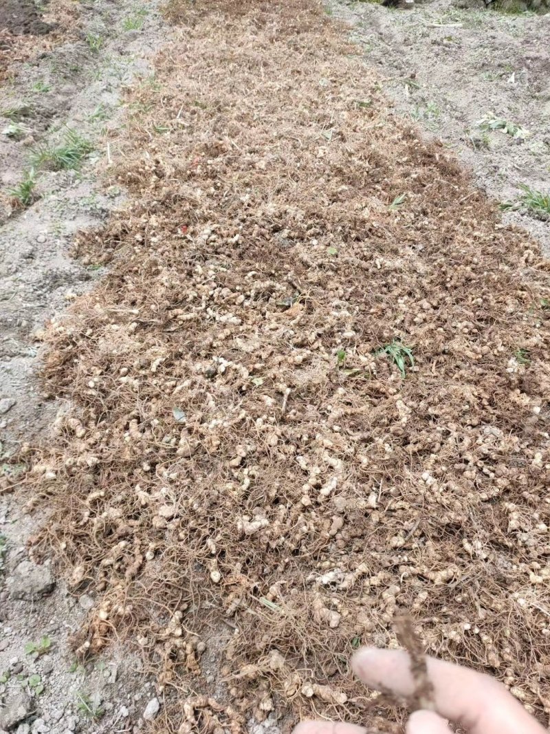 良米一号弥猴桃嫁接苗出售
