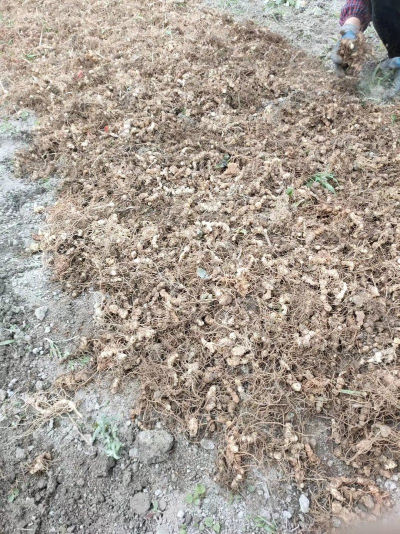 良米一号弥猴桃嫁接苗出售