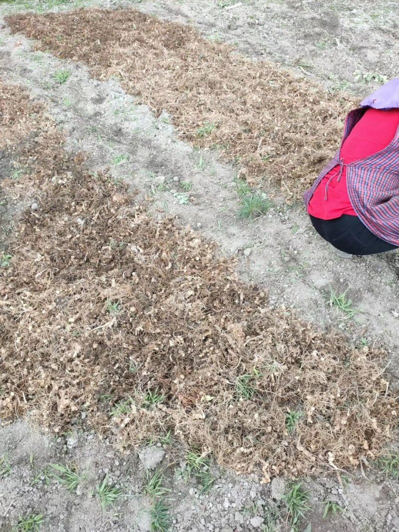 良米一号弥猴桃嫁接苗出售