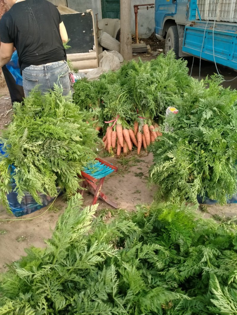 三红胡萝卜大量上市了，价格高