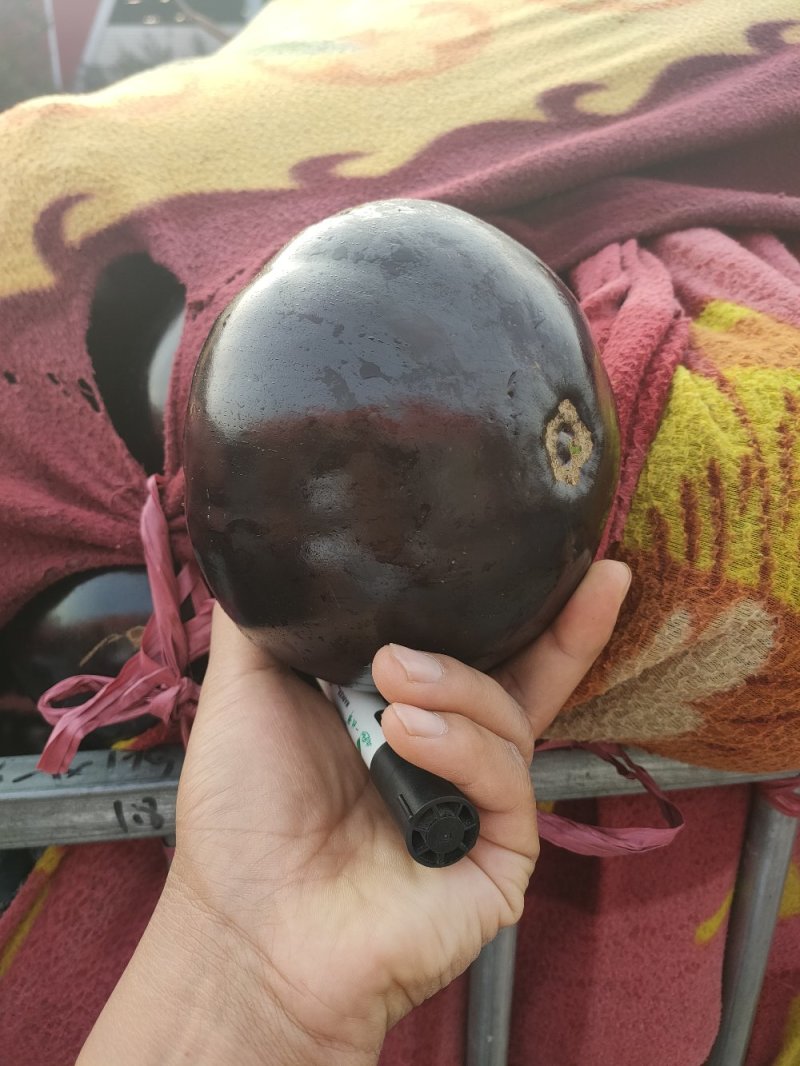 （河北茄子）邯郸紫光圆茄大棚优质黑圆茄产地直销量大从优