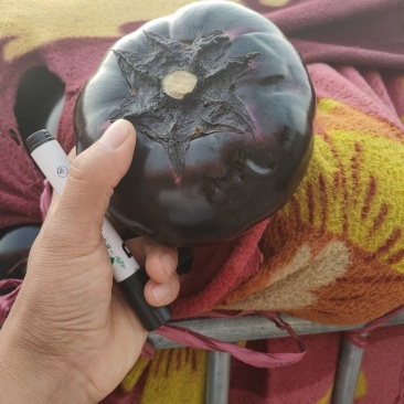 （河北茄子）邯郸紫光圆茄大棚优质黑圆茄产地直销量大从优