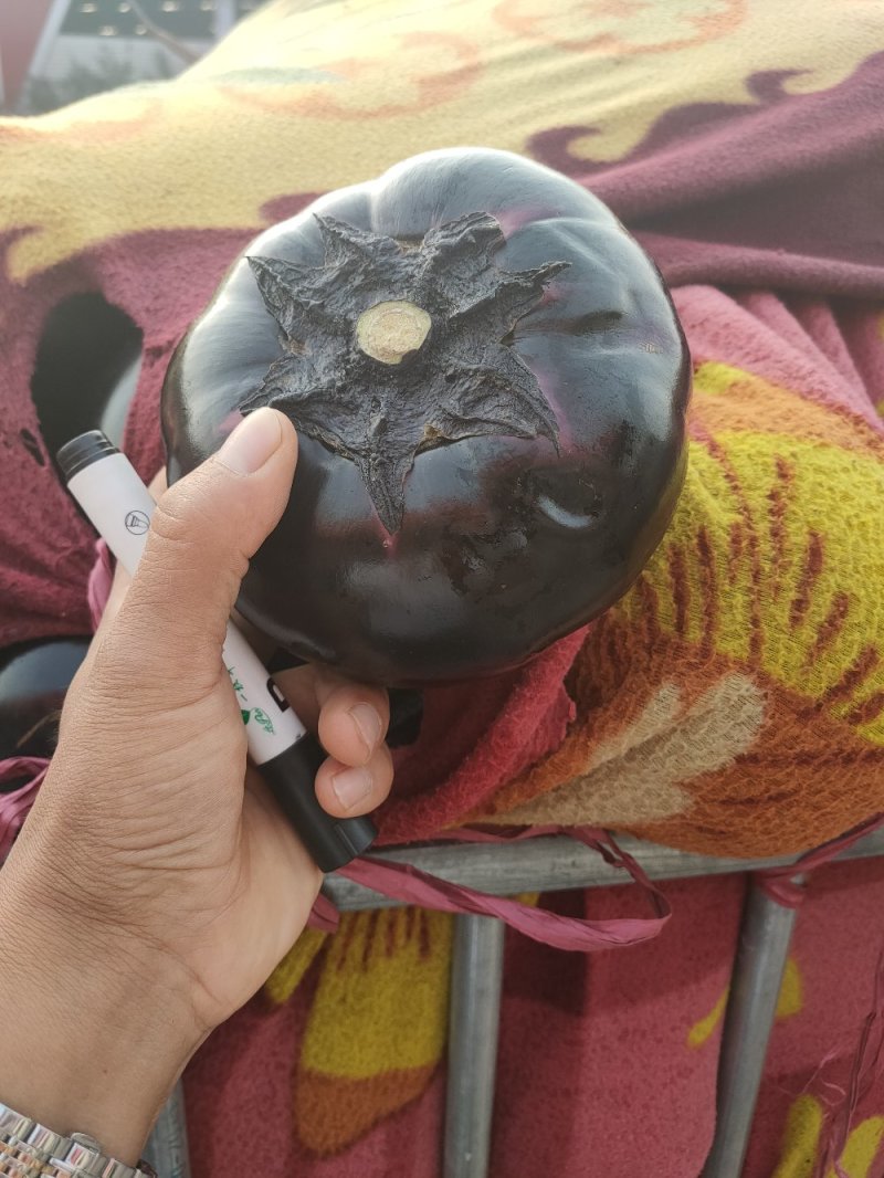 （河北茄子）邯郸紫光圆茄大棚优质黑圆茄产地直销量大从优