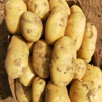 徐州大棚荷兰十五等各种土豆，雪含果蔬出品。