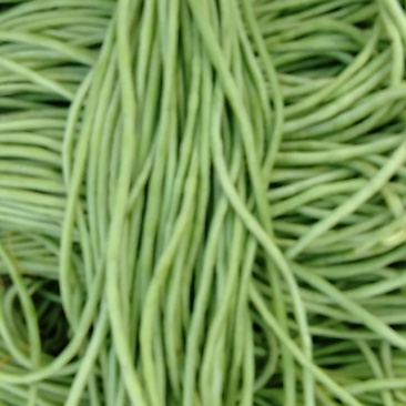 长豆角大量现货价格丛优