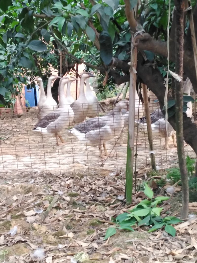 雁鹅