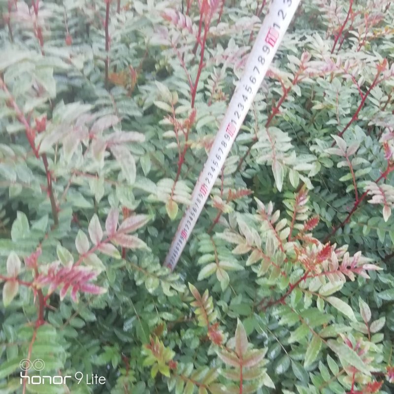 花椒苗