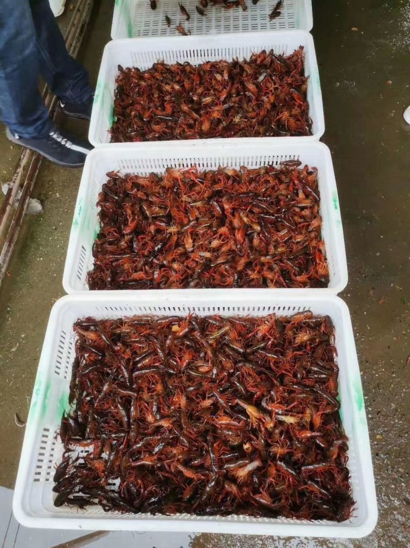 万亩湖虾苗
