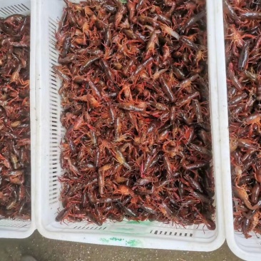 万亩湖虾苗