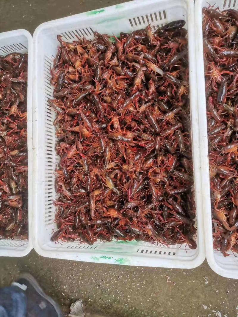 万亩湖虾苗